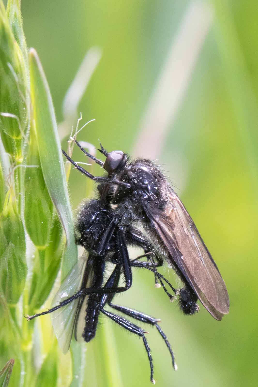 Tanzfliege - Empis cf.borealis Image