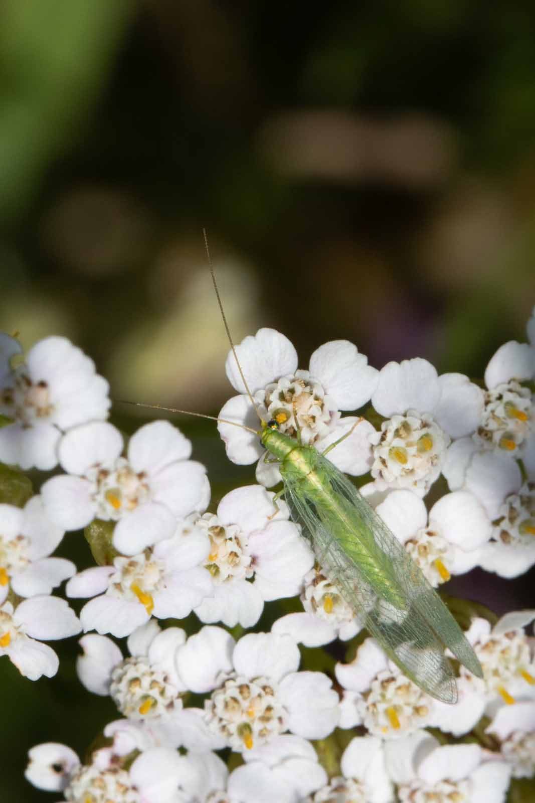 Florfliege - Chrysoperla-carnea Image