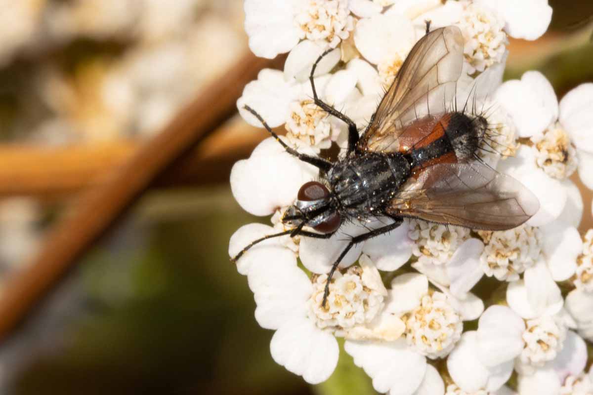 Raupenfliege -  Mintho rufiventris Image