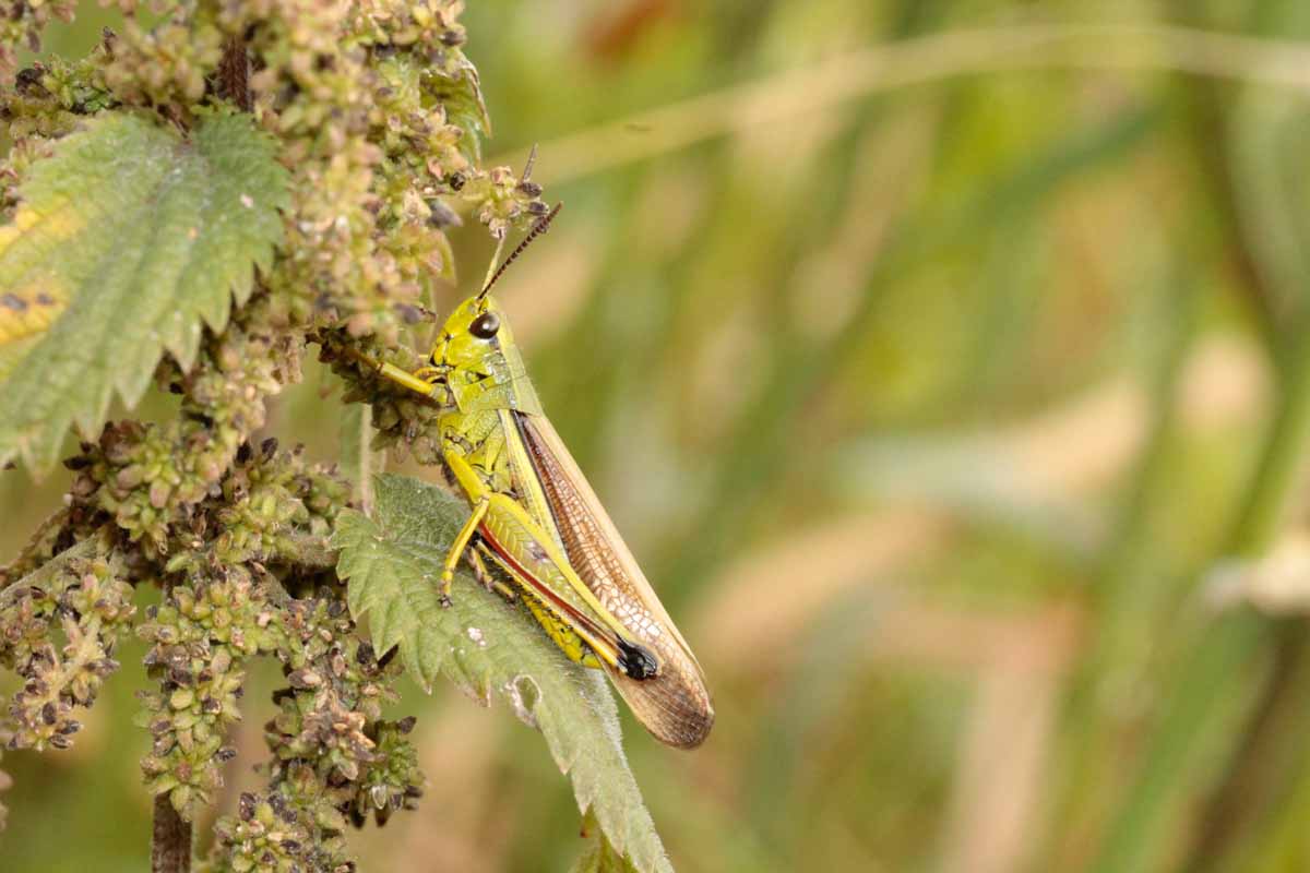 Große Goldschrecke - Chrysochraon dispar Image