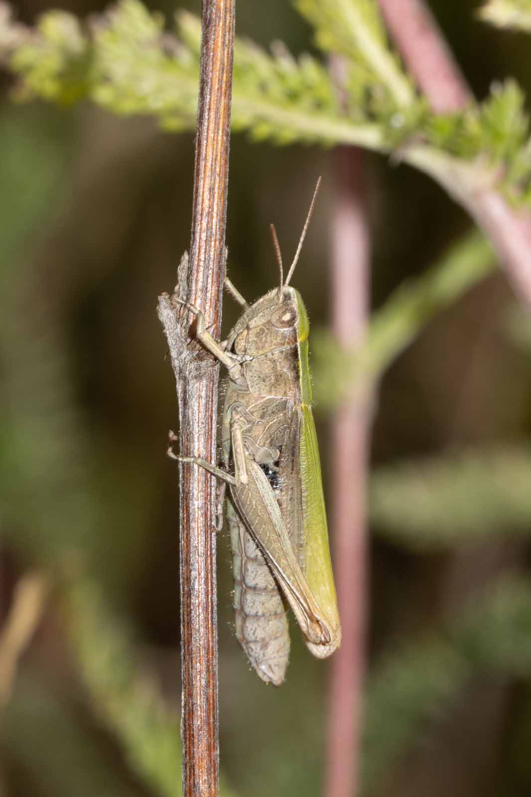 Wiesengrashüpfer - Chorthippus dorsatus. Image