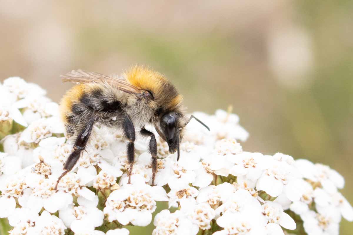 Ackerhummel - Bombus-pascuorum Image