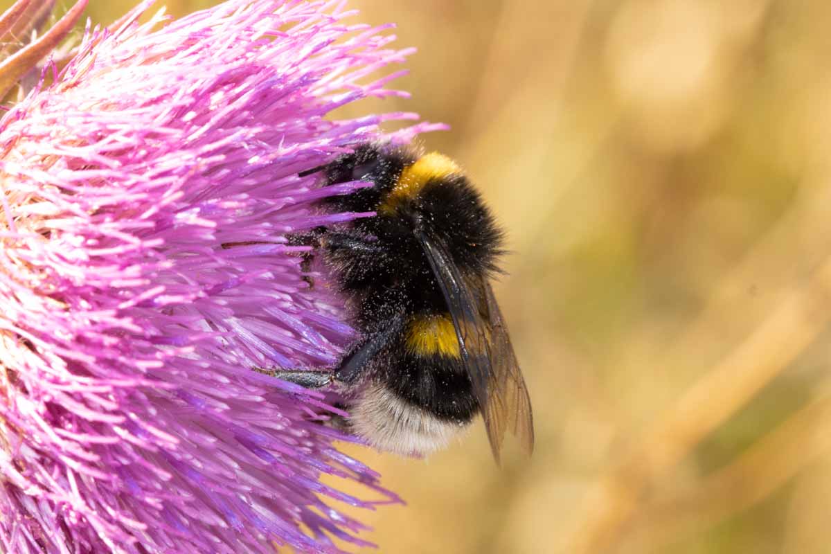 Erdhummel - Bombus terrestris Image