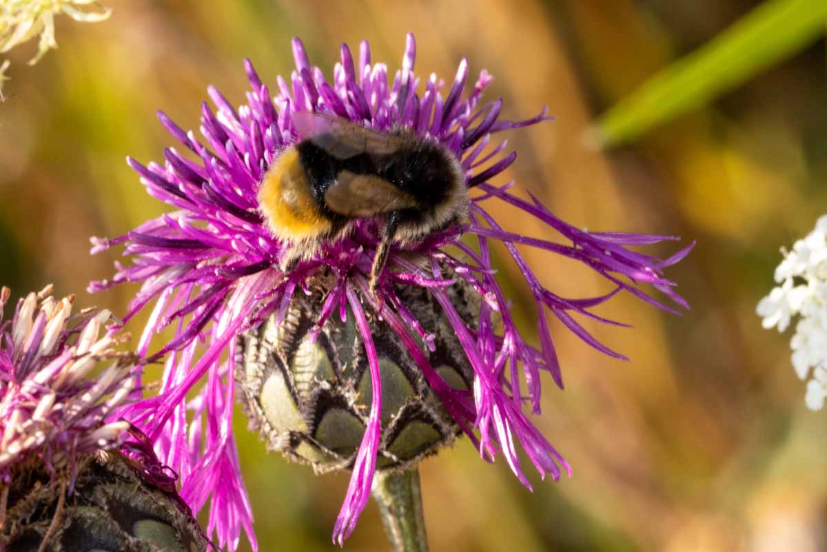 Wiesenhummel - Bombus pratorum Image