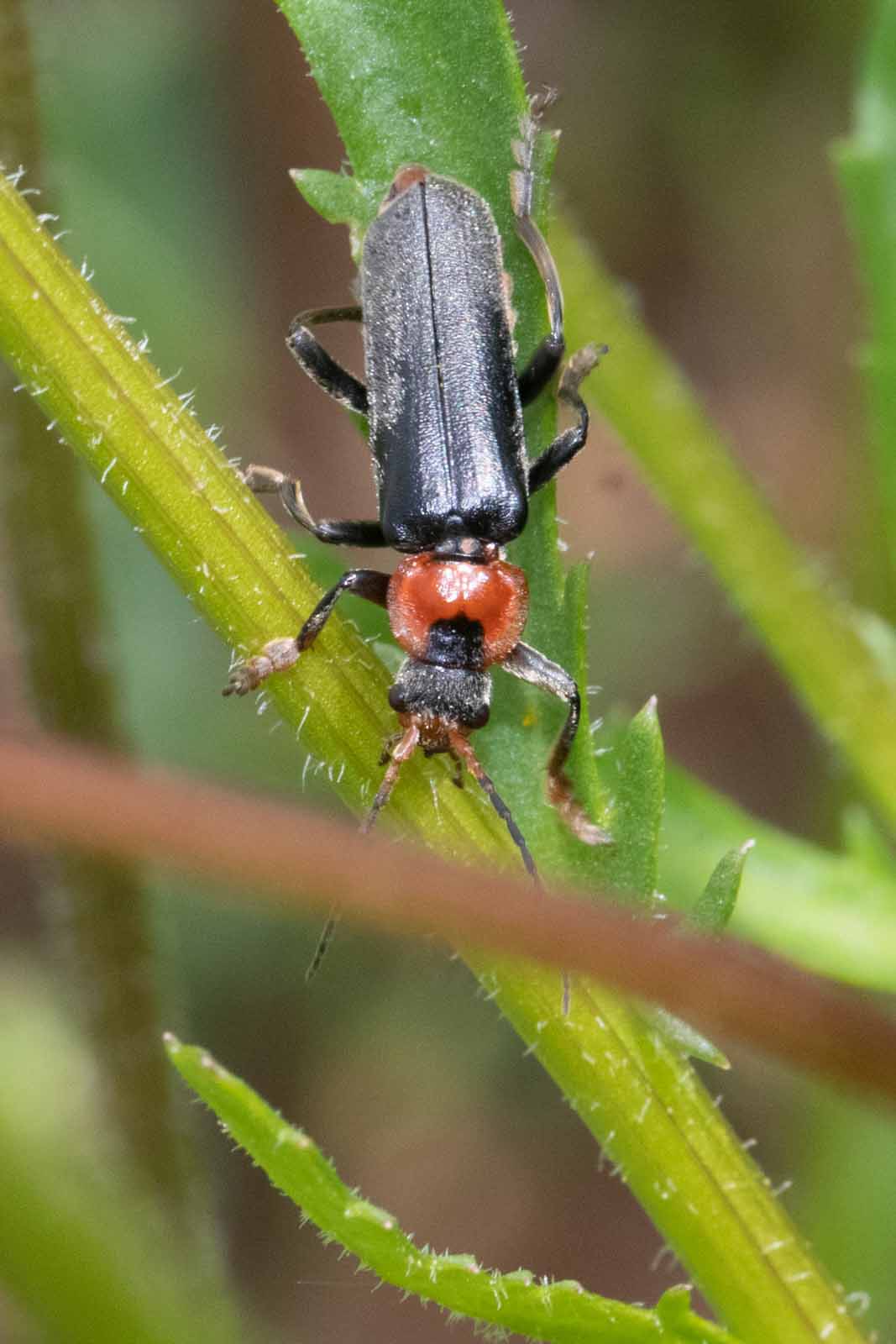 Gemeiner Weichkaefer - Cantharis fusca Image