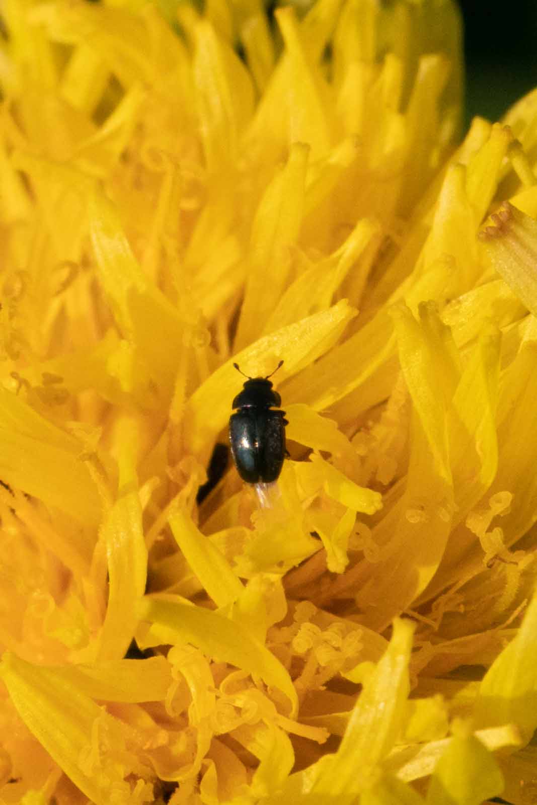 Rapsglanzkäfer - Brassicogethes aeneus Image