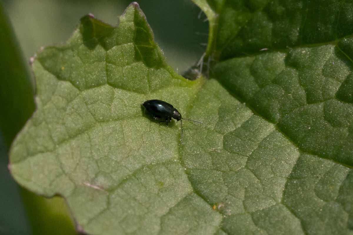 Unbekannter Blattkäfer. Image