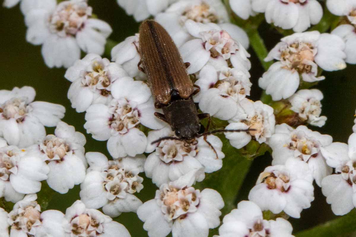 Zweifarbiger Laubschnellkäfer - Athous bicolor Image
